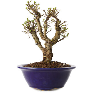 Ulmus parvifolia Micro, 14 cm, ± 15 jaar oud
