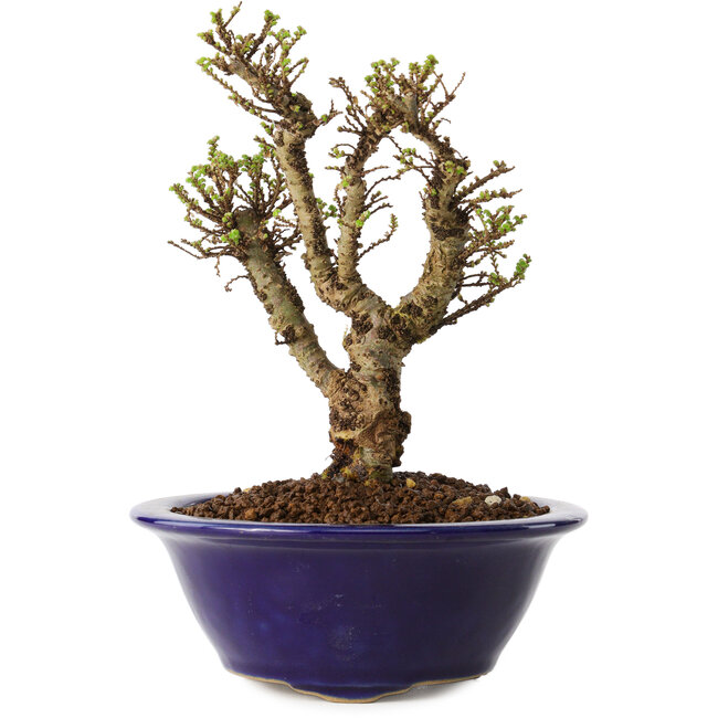 Ulmus parvifolia Micro, 14 cm, ± 15 jaar oud