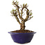 Ulmus parvifolia Micro, 14 cm, ± 15 jaar oud