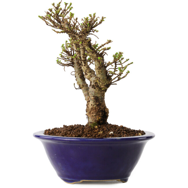 Ulmus parvifolia Micro, 14 cm, ± 15 years old