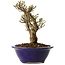 Ulmus parvifolia Micro, 14 cm, ± 15 jaar oud