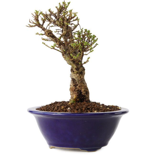 Ulmus parvifolia Micro, 14 cm, ± 15 jaar oud