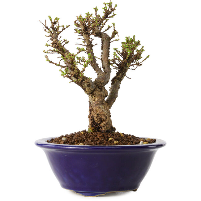 Ulmus parvifolia Micro, 14 cm, ± 15 años