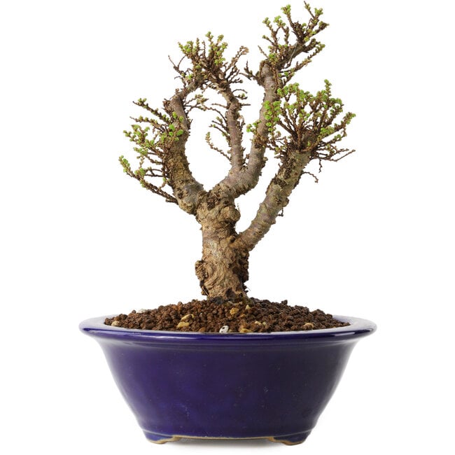 Ulmus parvifolia Micro, 14 cm, ± 15 years old