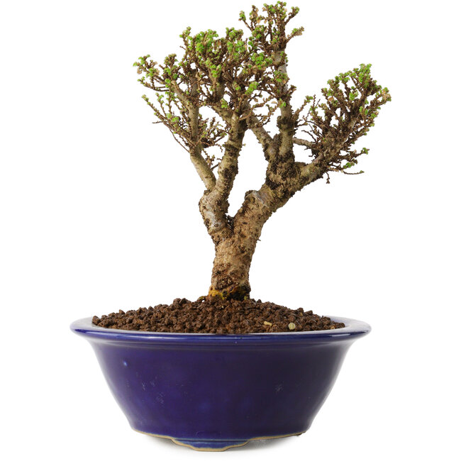 Ulmus parvifolia Micro, 14 cm, ± 15 jaar oud