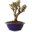 Ulmus parvifolia Micro, 14 cm, ± 15 jaar oud