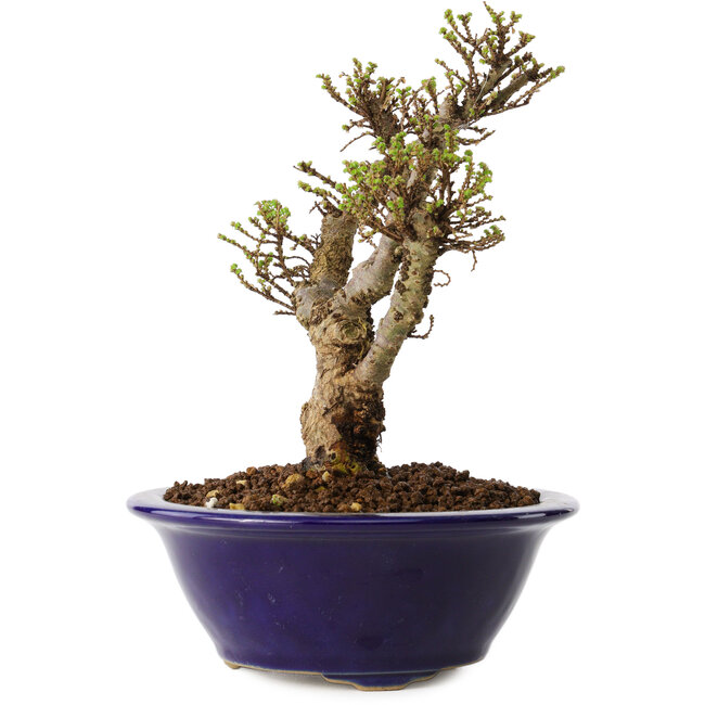 Ulmus parvifolia Micro, 14 cm, ± 15 years old