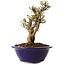 Ulmus parvifolia Micro, 14 cm, ± 15 jaar oud