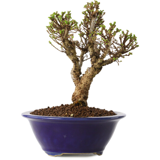 Ulmus parvifolia Micro, 14 cm, ± 15 years old