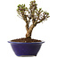 Ulmus parvifolia Micro, 14 cm, ± 15 jaar oud