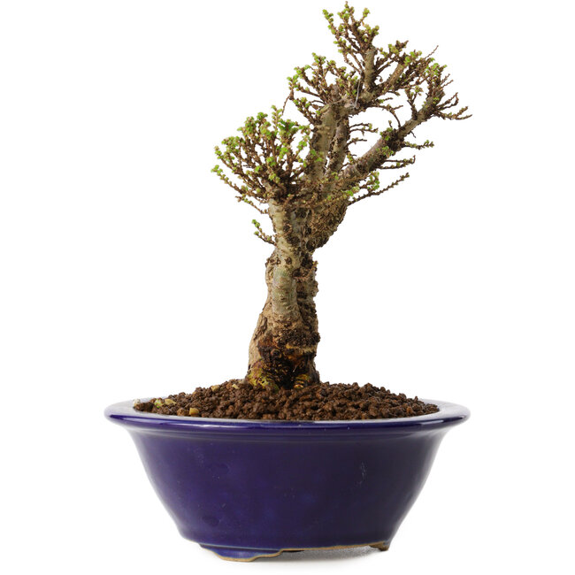 Ulmus parvifolia Micro, 14 cm, ± 15 Jahre alt