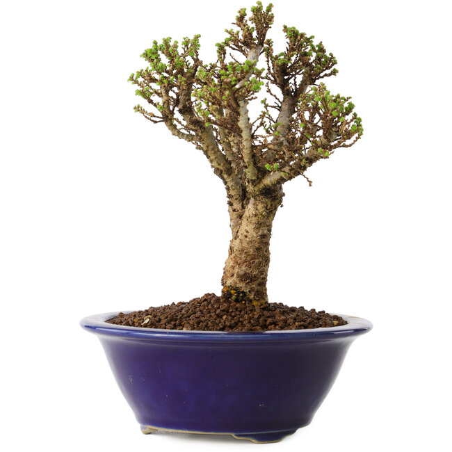 Ulmus parvifolia Micro, 14 cm, ± 15 years old