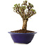 Ulmus parvifolia Micro, 14 cm, ± 15 jaar oud