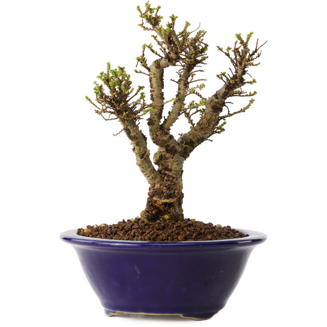 Ulmus parvifolia Micro, 14 cm, ± 15 jaar oud