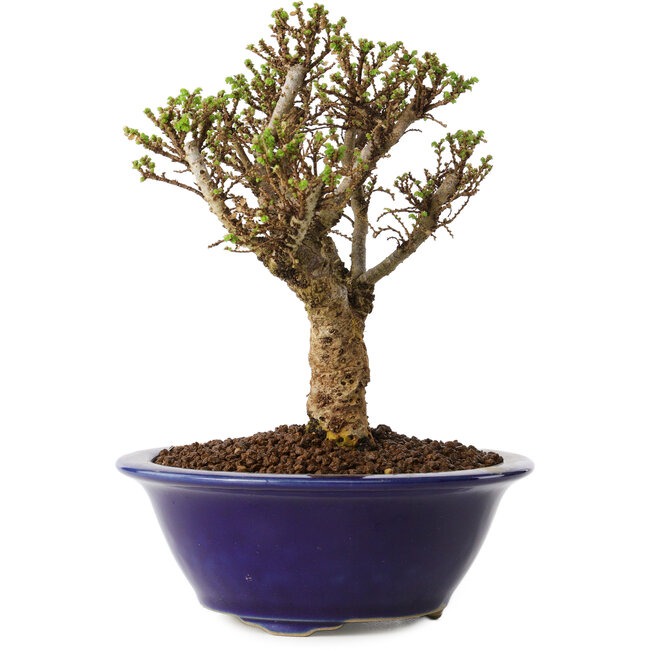 Ulmus parvifolia Micro, 14 cm, ± 15 Jahre alt