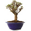 Ulmus parvifolia Micro, 14 cm, ± 15 jaar oud