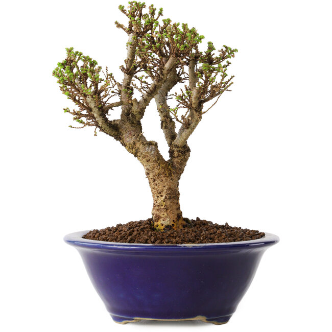 Ulmus parvifolia Micro, 14 cm, ± 15 anni