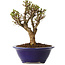 Ulmus parvifolia Micro, 14 cm, ± 15 jaar oud