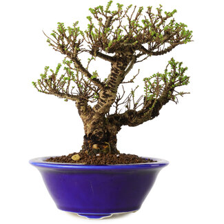 Ulmus parvifolia Micro, 14 cm, ± 15 jaar oud