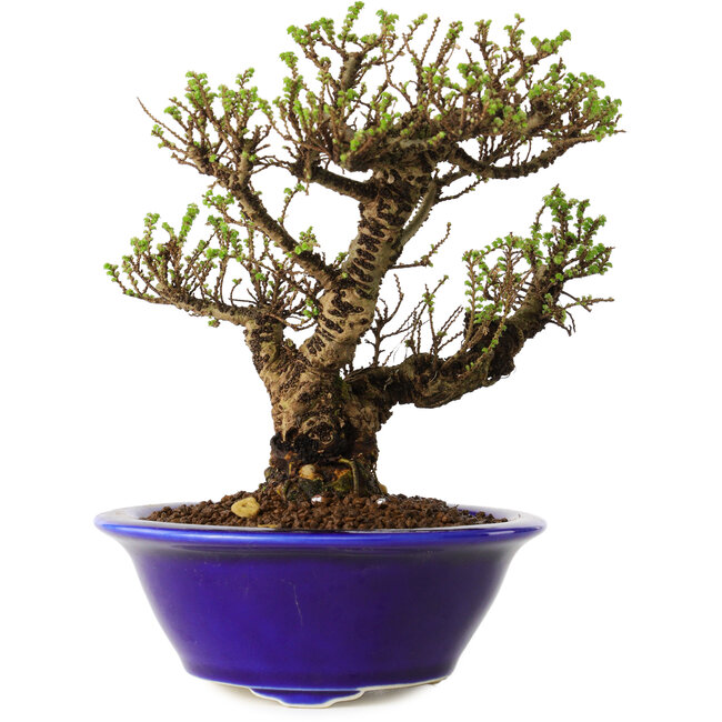Ulmus parvifolia Micro, 14 cm, ± 15 jaar oud
