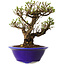Ulmus parvifolia Micro, 14 cm, ± 15 jaar oud