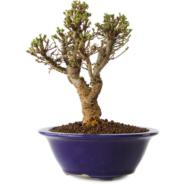 Ulmus parvifolia Micro, 14 cm, ± 15 ans