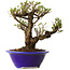 Ulmus parvifolia Micro, 14 cm, ± 15 jaar oud