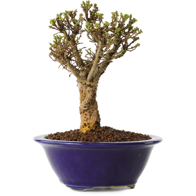 Ulmus parvifolia Micro, 14 cm, ± 15 years old