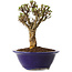 Ulmus parvifolia Micro, 14 cm, ± 15 jaar oud