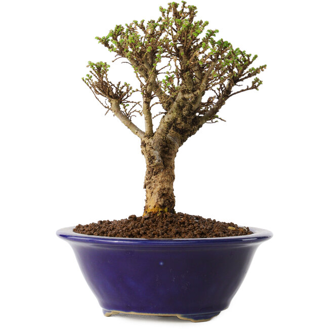 Ulmus parvifolia Micro, 14 cm, ± 15 ans