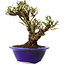Ulmus parvifolia Micro, 14 cm, ± 15 jaar oud