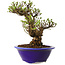 Ulmus parvifolia Micro, 14 cm, ± 15 jaar oud