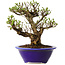 Ulmus parvifolia Micro, 14 cm, ± 15 jaar oud