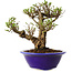 Ulmus parvifolia Micro, 14 cm, ± 15 jaar oud