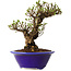 Ulmus parvifolia Micro, 14 cm, ± 15 jaar oud