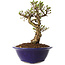 Ulmus parvifolia Micro, 14 cm, ± 15 jaar oud