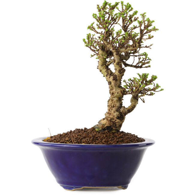 Ulmus parvifolia Micro, 14 cm, ± 15 ans