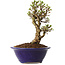 Ulmus parvifolia Micro, 14 cm, ± 15 jaar oud