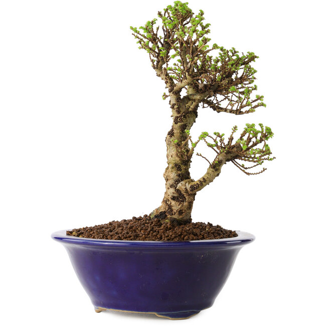 Ulmus parvifolia Micro, 14 cm, ± 15 years old