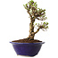 Ulmus parvifolia Micro, 14 cm, ± 15 jaar oud