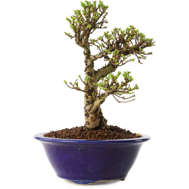 Ulmus parvifolia Micro, 14 cm, ± 15 years old