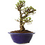Ulmus parvifolia Micro, 14 cm, ± 15 jaar oud
