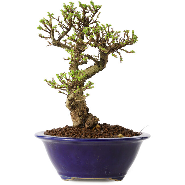 Ulmus parvifolia Micro, 14 cm, ± 15 anni