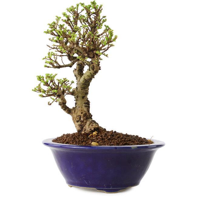 Ulmus parvifolia Micro, 14 cm, ± 15 jaar oud