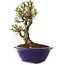 Ulmus parvifolia Micro, 14 cm, ± 15 jaar oud