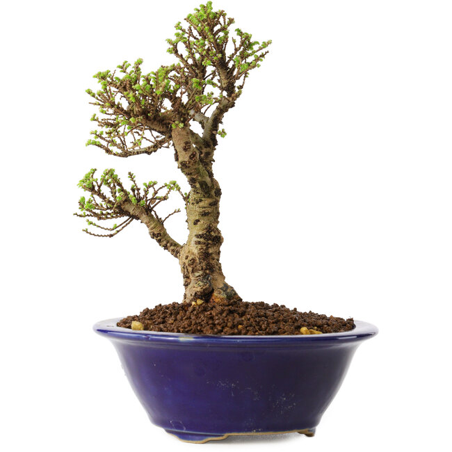 Ulmus parvifolia Micro, 14 cm, ± 15 jaar oud