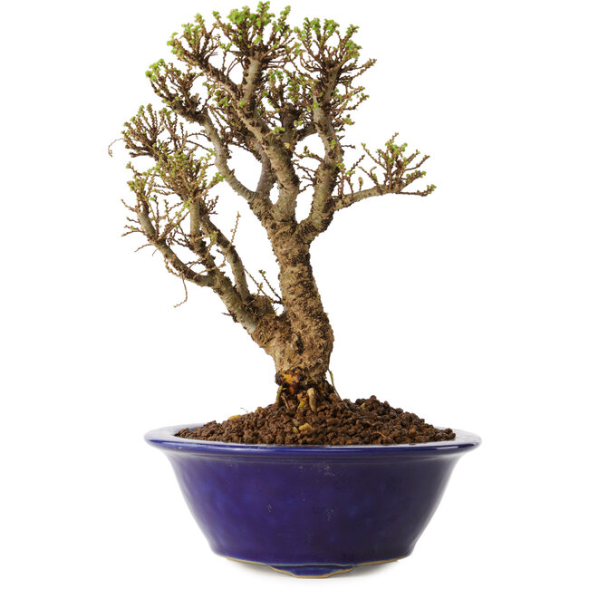 Ulmus parvifolia Micro, 15 cm, ± 15 jaar oud