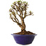 Ulmus parvifolia Micro, 15 cm, ± 15 jaar oud