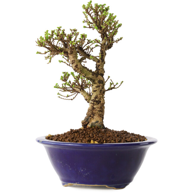 Ulmus parvifolia Micro, 14 cm, ± 15 anni