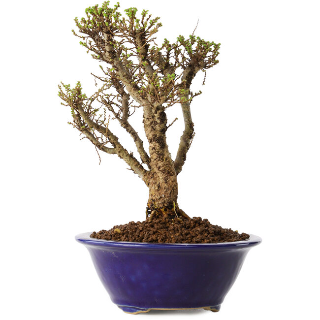 Ulmus parvifolia Micro, 15 cm, ± 15 anni